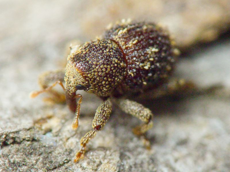 Acalles (Acalles) echinatus (Germar, 1824)